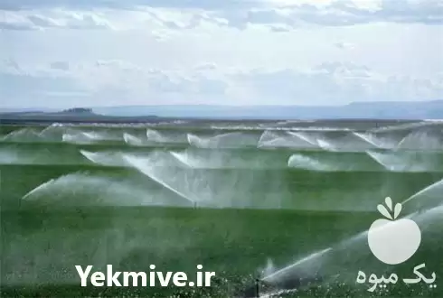 فروش طراحی آبیاری بارانی تحت فشار در گروه خرید و فروش دستگاه آبیاری در یکمیوه -عکس1
