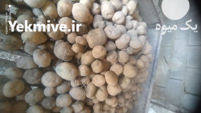 سیب زمینی دامی در کبودرآهنگ در گروه خرید و فروش سیب زمینی در یکمیوه -عکس1