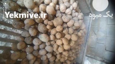 سیب زمینی دامی در کبودرآهنگ در گروه خرید و فروش سیب زمینی در یکمیوه -عکس2