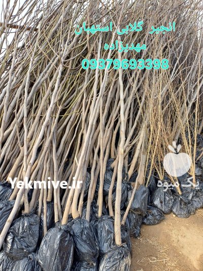 فروش مستقیم نهال از بزرگترین تولید در باغستان در گروه خرید و فروش نهال به در یکمیوه -عکس1