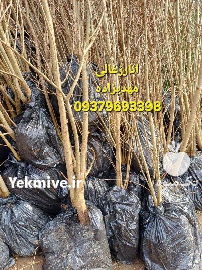 فروش مستقیم نهال از بزرگترین تولید در باغستان در گروه خرید و فروش نهال به در یکمیوه -عکس2