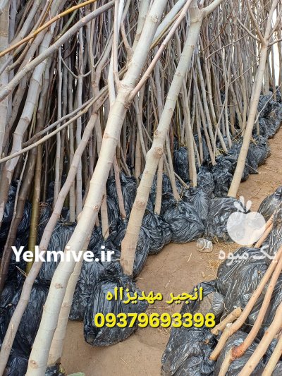 فروش مستقیم نهال از بزرگترین تولید در باغستان در گروه خرید و فروش نهال به در یکمیوه -عکس4