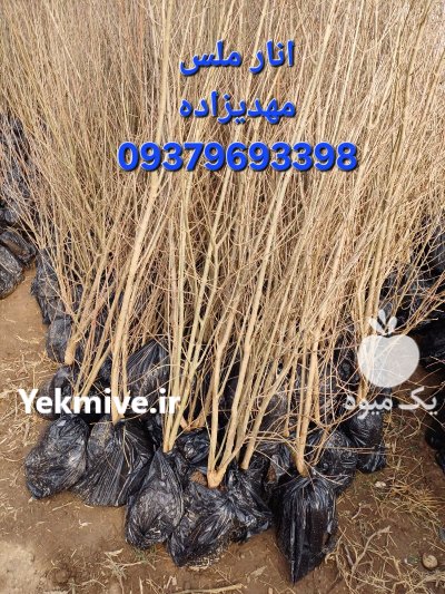فروش مستقیم نهال از بزرگترین تولید در باغستان در گروه خرید و فروش نهال به در یکمیوه -عکس3