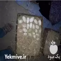 قیمت خرید تخم غازمحلی نطفه دار در تهران در گروه انواع تخم ها در یکمیوه
