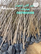 فروش مستقیم نهال از بزرگترین تولید در باغستان در گروه خرید و فروش نهال به در یکمیوه