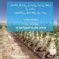قیمت خرید طراحی اجرای آبیاری قطره در زنجان در گروه خرید و فروش دستگاه آبیاری در یکمیوه