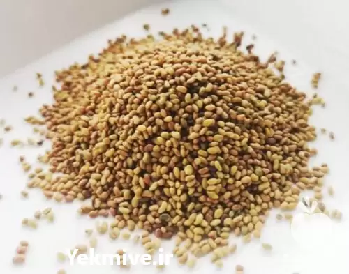 فروش بذر یونجه سیاه قره یونجه در گروه خرید و فروش بذر یونجه در یکمیوه -عکس1