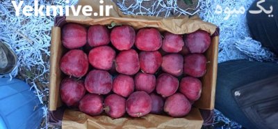 فروش سیب درختی سفید و قرمز در کرج در گروه خرید و فروش سیب در یکمیوه -عکس1