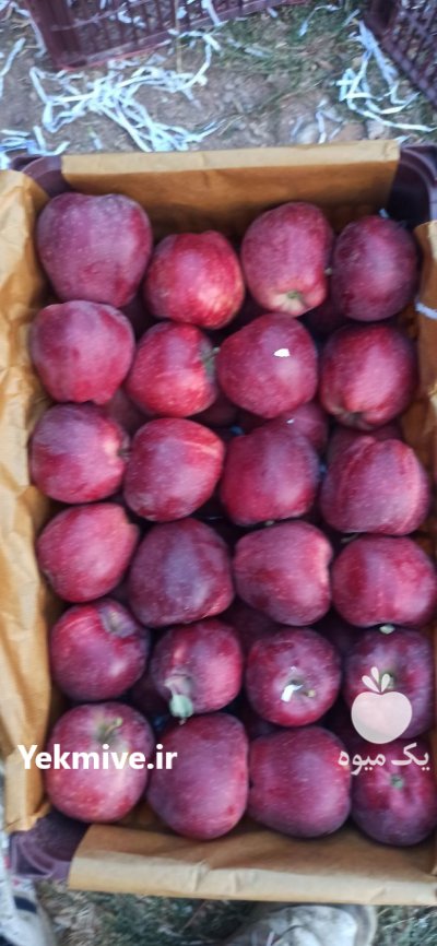 فروش سیب درختی سفید و قرمز در کرج در گروه خرید و فروش سیب در یکمیوه -عکس2