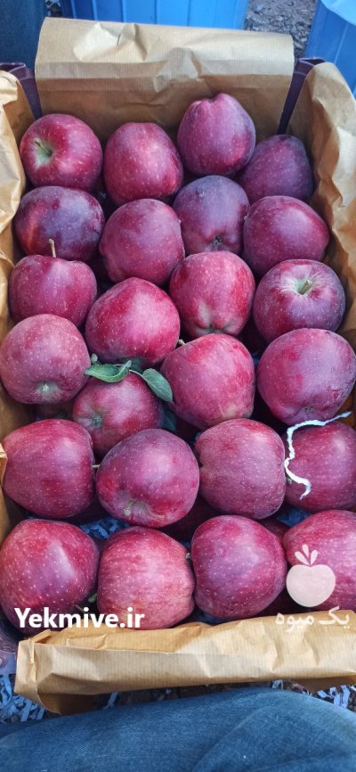 فروش سیب درختی سفید و قرمز در کرج در گروه خرید و فروش سیب در یکمیوه -عکس3