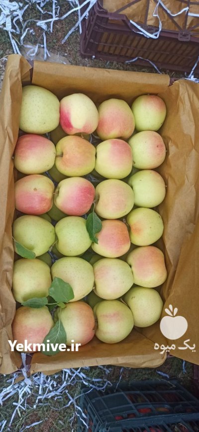 فروش سیب درختی سفید و قرمز در کرج در گروه خرید و فروش سیب در یکمیوه -عکس4