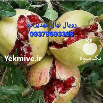 نهال گیلاس آلبالو با نهال زردآلو در روانسر در گروه خرید و فروش نهال میوه در یکمیوه -عکس1