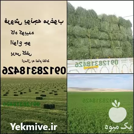 فروش یونجه انواع خوراک دام خرید در گروه خوراک دام و طیور در یکمیوه -عکس1