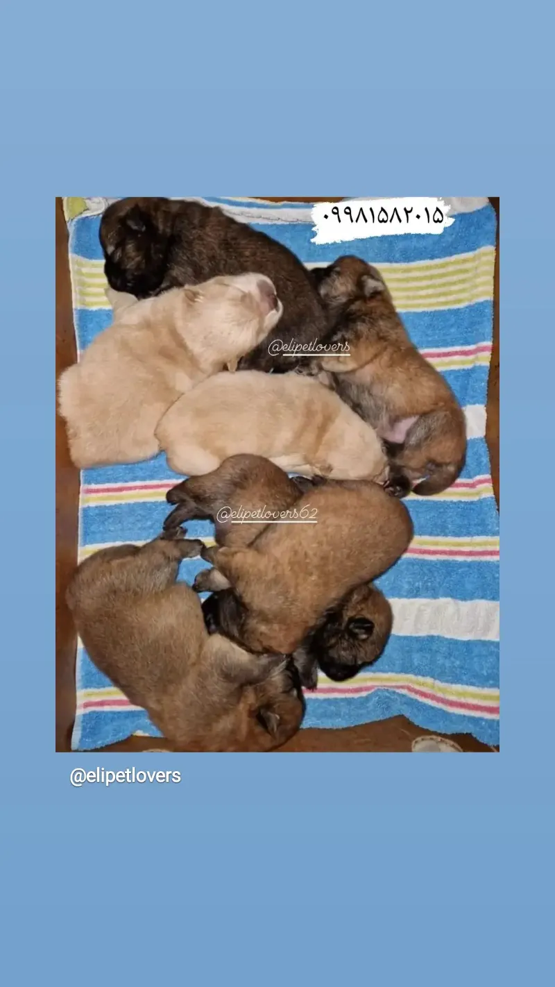 خرید فروش قیمت سگ چاوچاو در تهران در گروه سگ و گربه در یکمیوه -عکس2