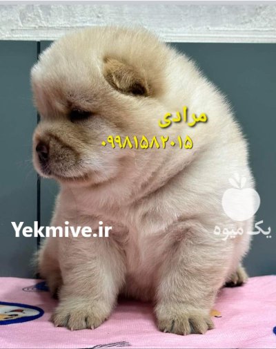 خرید فروش قیمت سگ چاوچاو در تهران در گروه سگ و گربه در یکمیوه -عکس3