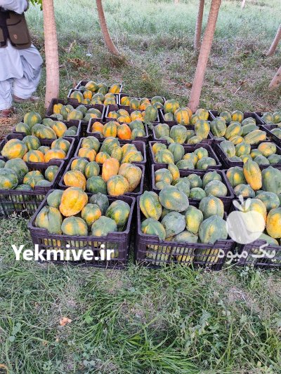 کشاورز فروش محصولات کشاورزی ارسال سراسر در سرباز در گروه خرید و فروش محصولات کشاورزی در یکمیوه -عکس2