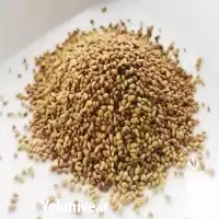 فروش بذر یونجه سیاه قره یونجه در گروه خرید و فروش بذر یونجه در یکمیوه