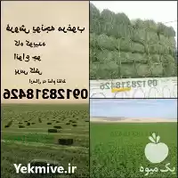 فروش یونجه انواع خوراک دام خرید در گروه خوراک دام و طیور در یکمیوه