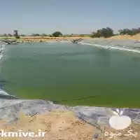 فروش استخرهای پلیمری ژئوممبران در شیراز در گروه خرید و فروش ژئوممبران و ژئوتکستایل در یکمیوه