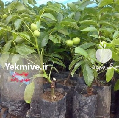 خرید بهترین نهال گردو ژنوتیپ برتر قیمت در گروه خرید و فروش نهال گردو در یکمیوه -عکس1