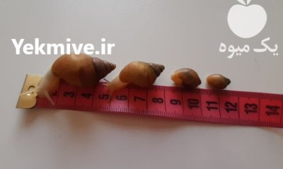 فروش حلزون در تهران در گروه انواع محصولات شیلات در یکمیوه -عکس1