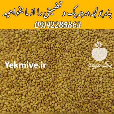 فروش بذر یونجه گرمسیری در حاجی آباد در گروه خرید و فروش بذر یونجه در یکمیوه -عکس1