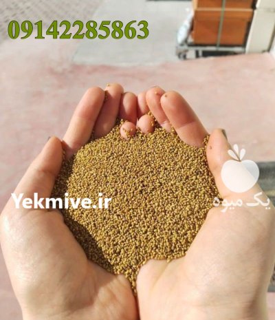 فروش بذر یونجه گرمسیری در حاجی آباد در گروه خرید و فروش بذر یونجه در یکمیوه -عکس4