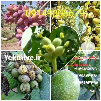 خرید نهال گردو ژنوتیپ برتر اصل در اردبیل در گروه خرید و فروش نهال گردو در یکمیوه -عکس4