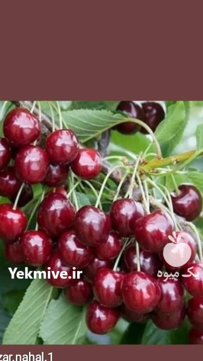 خرید بهترین نهال زردآلو با هلو شلیل در کرمانشاه در گروه خرید و فروش نهال در یکمیوه -عکس4