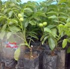 خرید بهترین نهال گردو ژنوتیپ برتر قیمت در گروه خرید و فروش نهال گردو در یکمیوه