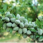 خرید نهال بادام آذر شکوفه بهترین نهال دیرگل در گروه خرید و فروش نهال بادام در یکمیوه