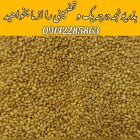 فروش بذر یونجه گرمسیری در حاجی آباد در گروه خرید و فروش بذر یونجه در یکمیوه