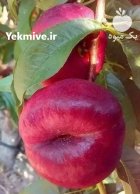 خرید بهترین نهال زردآلو با هلو شلیل در کرمانشاه در گروه خرید و فروش نهال در یکمیوه