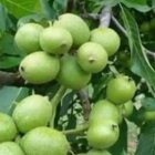 نهالستان مهندس منصور مهدیزاده در بهار  در گروه خرید و فروش نهالستان در یکمیوه
