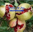 فروش ارقام نهالهای اصلاح شده دیرگل در شول آباد در گروه خرید و فروش نهال در یکمیوه