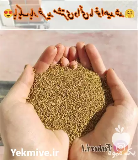 فروش بذر یونجه بغدادی در کرمانشاه در گروه خرید و فروش بذر یونجه در یکمیوه -عکس1