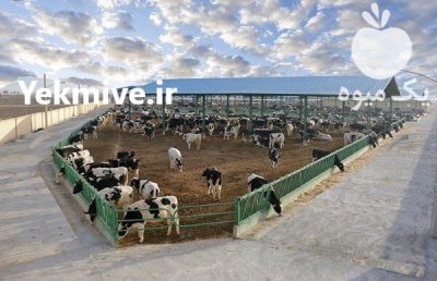 مشارکت در دامداری در فومن در گروه نیازمند شراکت در محصولات کشاورزی در یکمیوه -عکس1