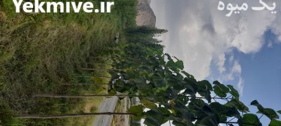 فروش پالونیا در ارومیه در گروه خرید و فروش نهال در یکمیوه -عکس1