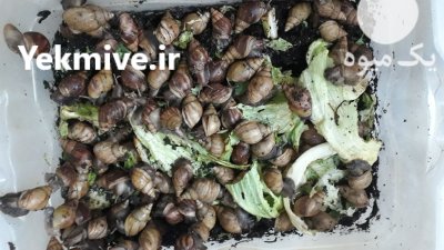 حلزون البینو و فولیکا در بجنورد در گروه انواع محصولات شیلات در یکمیوه -عکس1