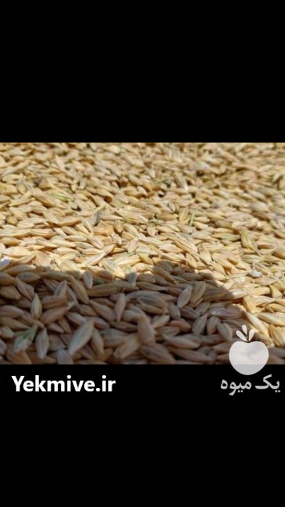 فروش جو آبی ایرانی در قم در گروه خرید و فروش گندم و جو در یکمیوه -عکس1