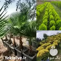 فروش انواع درخت نهال جرایم شهرداری در تهران در گروه خرید و فروش نهال در یکمیوه