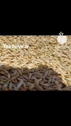 فروش جو آبی ایرانی در قم در گروه خرید و فروش گندم و جو در یکمیوه