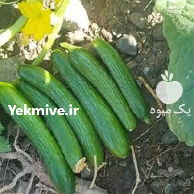 فروش بذر خیار سوپرنیا در گروه خرید و فروش بذر خیار در یکمیوه -عکس1