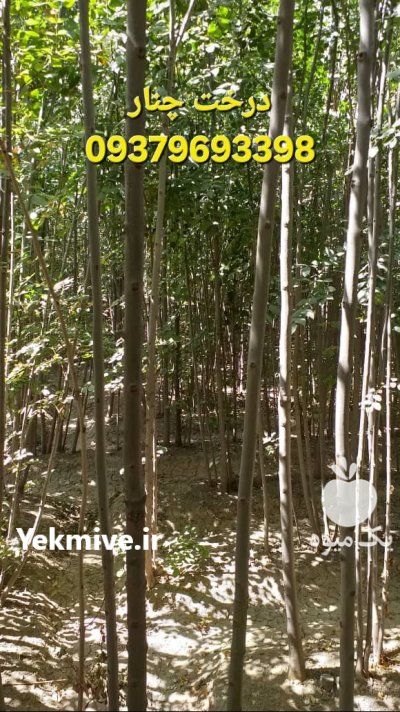 خرید قیمت نهال دوساله فروش نهال در جوانرود در گروه خرید و فروش نهال گردو در یکمیوه -عکس1