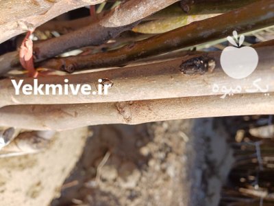 خرید قیمت نهال دوساله فروش نهال در جوانرود در گروه خرید و فروش نهال گردو در یکمیوه -عکس2