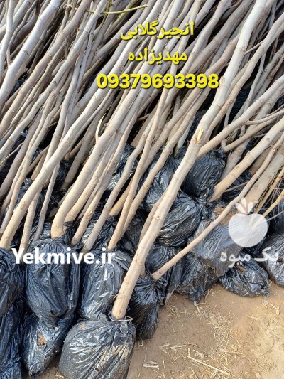 خرید قیمت نهال دوساله فروش نهال در جوانرود در گروه خرید و فروش نهال گردو در یکمیوه -عکس3