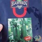 فروش بذر خیار گلخانه ای سالار در اهواز در گروه خرید و فروش بذر خیار در یکمیوه