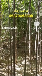 خرید قیمت نهال دوساله فروش نهال در جوانرود در گروه خرید و فروش نهال گردو در یکمیوه