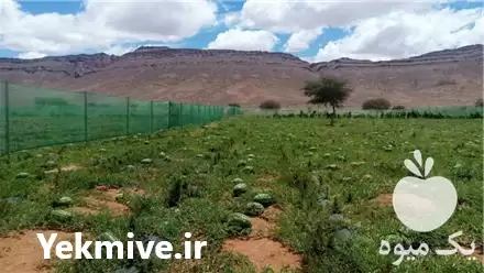 قیمت خرید هندوانه در گروه خرید و فروش هندوانه در یکمیوه -عکس1