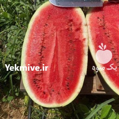 فروش بذر هندوانه RADO F 1 آتلانتیکا در اهواز در گروه خرید و فروش بذر هندوانه در یکمیوه -عکس2